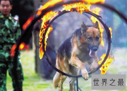 世界名狗都有哪些 著名的忠犬八公感动众人