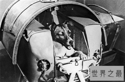 ​世界名狗都有哪些 著名的忠犬八公感动众人