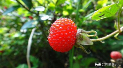 ​一招教你辨别“野草莓”和“蛇莓”