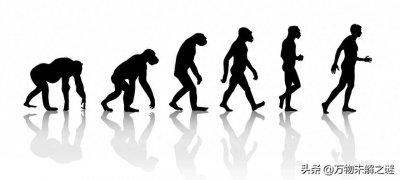 ​有网友质疑：人类是从类人猿进化而来，为什么还有类人猿？