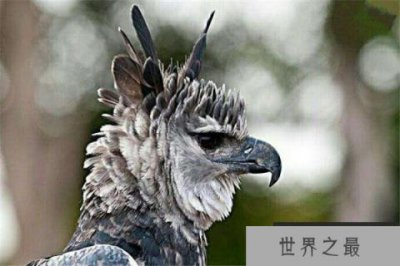 ​世界上最大的鹰，角雕体长达108厘米