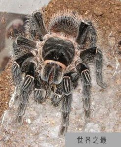 ​世界最重的蜘蛛 食鸟蛛