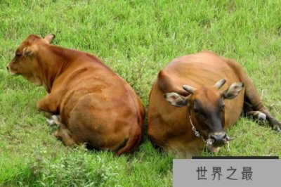 ​蚜虫是世界上繁殖最快的昆虫，可在4-5天内就繁殖