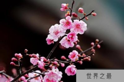 ​最名贵的十种花卉：梅花第一，牡丹有花中之王美誉
