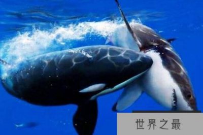 ​逆戟鲸以大白鲨为食，血盆大口可以吞下一整只海狮
