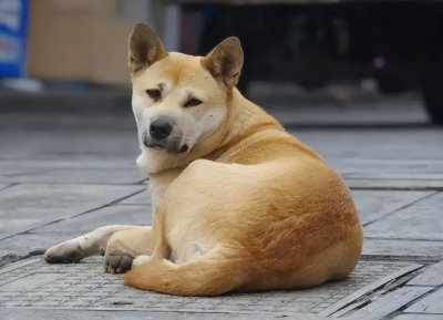 ​狗的寿命大概是多久(狗的寿命是多少年？为何狗临死前都会离家出走？它们在害怕