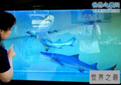 ​世界十大奇异宠物，鲨鱼蟒蛇当宠物(太吓人了)