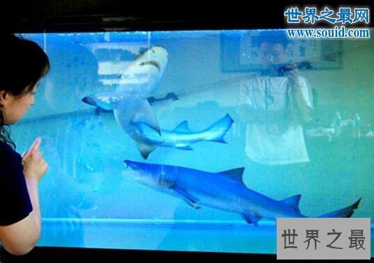 世界十大奇异宠物，鲨鱼蟒蛇当宠物(太吓人了)