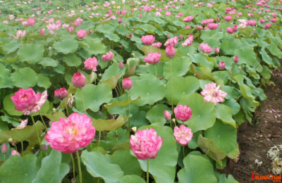 ​荷花苗怎么种植方法池塘 荷花苗种植