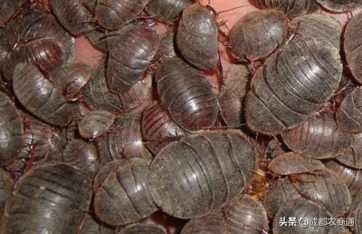 ​土元养殖实用技术大全（土元的养殖技术！）