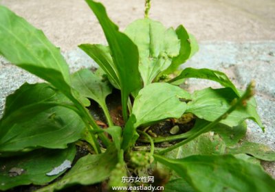 ​车前子的作用与功效 车前子的功效与作用以及药用价值