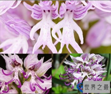 ​世界上最奇特的花，你没见过的裸男兰嘴唇花