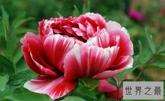 中国十大名花,“花魁”梅花排第一,“花后”月季排第五