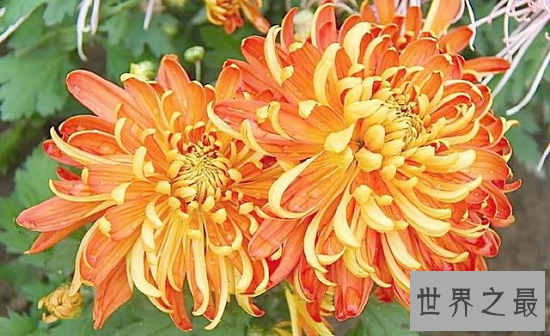 中国十大名花,“花魁”梅花排第一,“花后”月季排第五