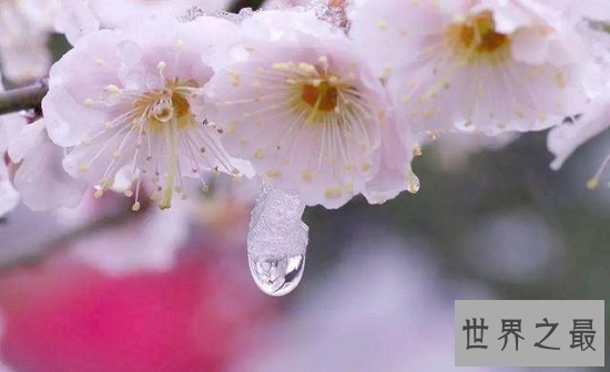 中国十大名花,“花魁”梅花排第一,“花后”月季排第五