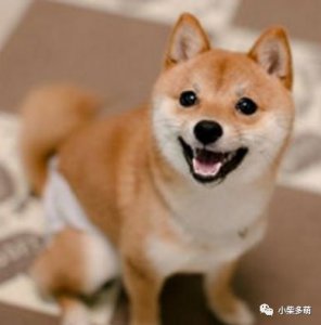 ​豆柴和柴犬有什么区别？豆柴挑选指南