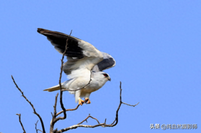 ​黑翅鸢百科知识，中国46种鹰科之一