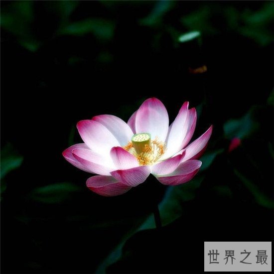 荷花图集赏析 出淤泥而不染濯清涟而不妖