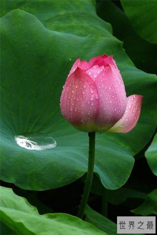 荷花图集赏析 出淤泥而不染濯清涟而不妖