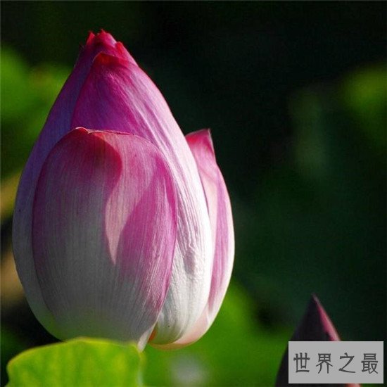 荷花图集赏析 出淤泥而不染濯清涟而不妖