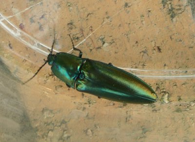 ​磕头虫是什么虫子