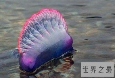 ​世界上最毒的水母，被蜇伤立即休克