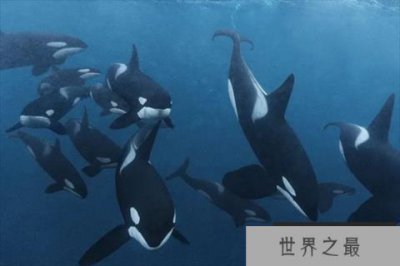 ​现代海洋十大霸主排名：大王乌贼垫底，虎鲸冠军
