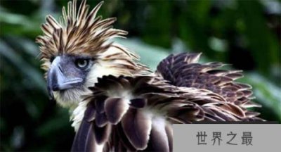 ​濒临灭绝的奇异鸟类，杀一只菲律宾雕12年监禁