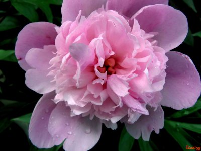 ​芍药的花语是什么？芍药的花语和寓意