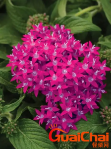 ​繁星花的花语是什么？繁星花的花语是什么？