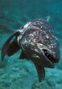 ​灭绝动物重新出现 腔棘鱼灭绝了吗