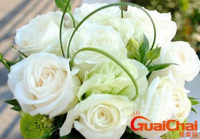 ​11朵白玫瑰代表什么意思？白玫瑰代表什么意思花语