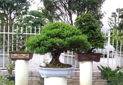 ​哪个品种的黄杨品种最好？原来这个品种是最贵的