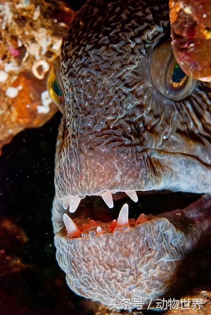 凶猛的海洋鱼类-狼鳗
