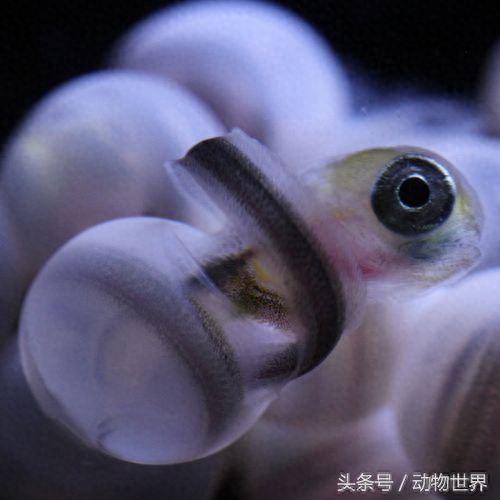 凶猛的海洋鱼类-狼鳗