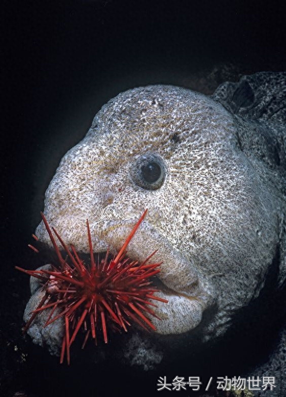 凶猛的海洋鱼类-狼鳗