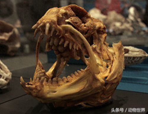 凶猛的海洋鱼类-狼鳗