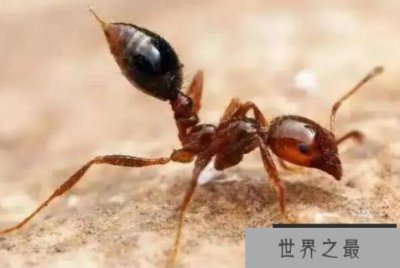 ​世界上最强的十大蚂蚁，火红蚁曾入侵美国，第四可当宠物养