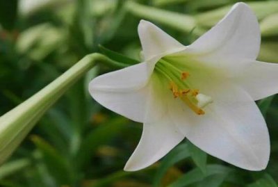 ​百合花的养殖方法和注意事项有哪些（百合花怎么养，百合花的养殖方法和注意事