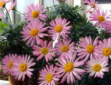 ​养花的基本知识，随便学几个，就是养花“高手”，10年都不过时！