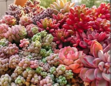 ​如何养多肉 养多肉，遵循“3少2多”原则，长得健壮，新芽爆满盆