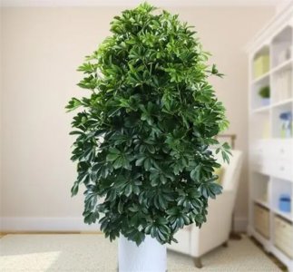 ​鸭掌木有5个“喜好”，按照要求养，株形美观，枝叶繁茂