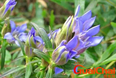 ​龙胆草的功效与作用是什么？龙胆草有哪些功效和作用？