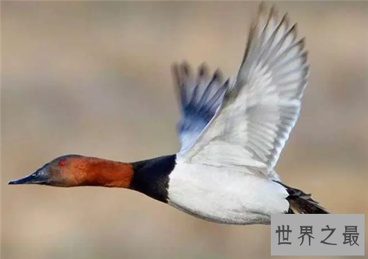 世界上飞的最高的鸟TOP10,灰鹤高度超万里与飞机肩并肩