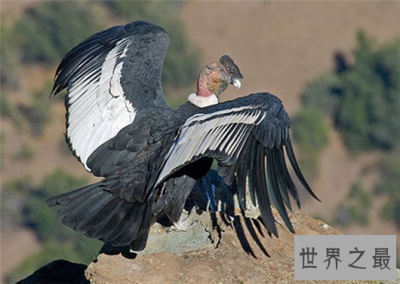 ​世界上飞的最高的鸟TOP10，灰鹤高度超万里与飞机肩并肩