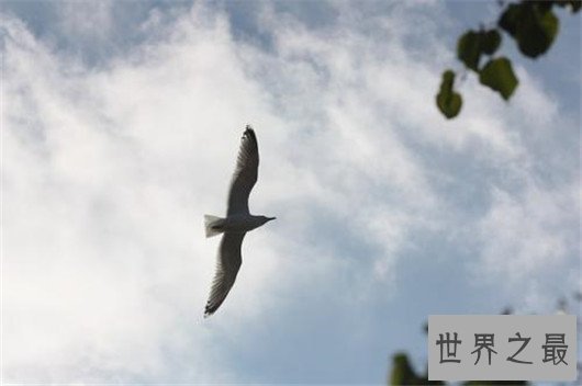 世界上飞的最高的鸟TOP10,灰鹤高度超万里与飞机肩并肩