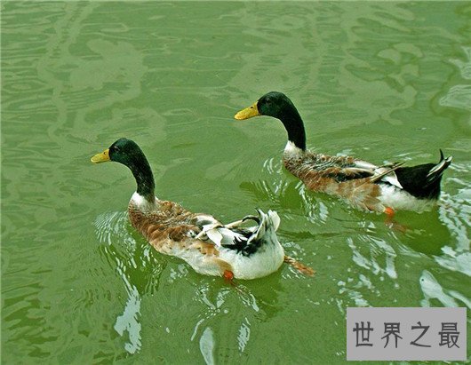 世界上飞的最高的鸟TOP10,灰鹤高度超万里与飞机肩并肩