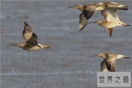 世界上飞的最高的鸟TOP10,灰鹤高度超万里与飞机肩并肩