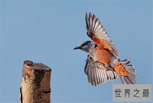 世界上飞的最高的鸟TOP10,灰鹤高度超万里与飞机肩并肩