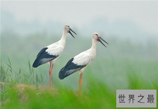 世界上飞的最高的鸟TOP10,灰鹤高度超万里与飞机肩并肩